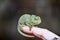 chameleon on hand, photo as background, baby chamaleon