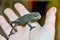 chameleon on hand, photo as background, baby chamaleon