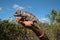 A chameleon on a human hand