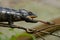 Chameleon at hunt insect. Long tongue chameleon. Madagascar. Close-up.