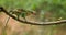 Chameleon at hunt insect. Long tongue chameleon. Madagascar. Close-up.