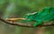 Chameleon at hunt insect. Long tongue chameleon. Madagascar. Close-up.