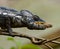 Chameleon at hunt insect. Long tongue chameleon. Madagascar. Close-up.