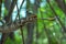 Chameleon hunts insects in the wild nature of Madagascar