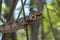 Chameleon hunts insects in the wild nature of Madagascar