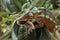 Chameleon hunts insects in the wild nature of Madagascar