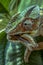 Chameleon hunts insects in the wild nature of Madagascar