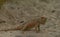 Chameleon on light orange sand floor in autumn hot day