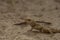 Chameleon on light orange sand floor in autumn hot day