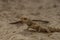 Chameleon on light orange sand floor in autumn hot day