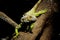 Chameleon lizard