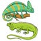 Chameleon Lizard, American green iguana, reptiles or snakes. herbivorous species. vector illustration for book or pet