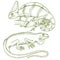 Chameleon Lizard, American green iguana, reptiles or snakes. herbivorous species. vector illustration for book or pet