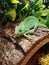 Chameleon on log