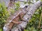 Chameleon - Madagascar Endemic Reptile