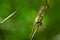 Chameleon Madagascar reptile green jungle