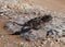 Chameleon in Namib Desert, Africa