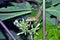 a chameleon on a papaya leaf