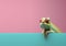 Chameleon peeking over pastel bright background. advertisement, banner, card. copy text space Generative AI