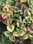 Chameleon Plant - Houttuynia cordata \\\'Chameleon\\\'