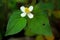 Chameleon plantï¼ŒHouttuynia cordata, fish mint