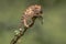 Chameleon portrait climbing at top of branch