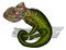 Chameleon. Profile Lizard. rainbow color
