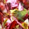 Chameleon in red leaf