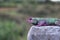 A chameleon on a rock with green and purple body colour