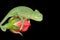 Chameleon and rose