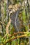 Chameleon, Salinas de Santa Pola Natural Park, Spain