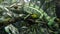 Chameleon showcasing impressive camouflage in a wide angle, photorealistic composition