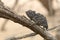 Chameleon in a shrub in desert. Close up. In tree. Macro Image. Eye in focus. horizontal  image.