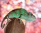Chameleon sits on a coconut on a colored background