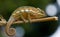 Chameleon sitting on a branch. Madagascar. Close-up.