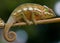 Chameleon sitting on a branch. Madagascar. Close-up.