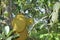 A Chameleon Sitting on Jackfruits on Tree.