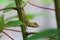 A chameleon is stalking its food on a cassava tree branch