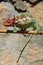 Chameleon on a stick, Madagascar