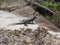 Chameleon sunbathing on the ruins of the saltwater lift.