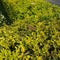 Chameleon taking sun bath on the hedge in a garden