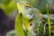 Chameleon and tea in Sri Lanka