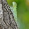 Chameleon on a tree near ooty