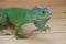 Chameleon - tropical green lizard. Exotic reptile