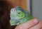 Chameleon - tropical green lizard. Exotic reptile