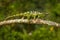 Chameleon from Uganda in Africa. Johnston`s Chameleon, Chamaeleo johnstoni, walking along branch, Bwindi National Park, Uganda.