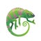 Chameleon vector icon, cartoon green lizard pet