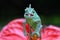 Chameleon veiled catching insect, animal closeup