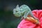 Chameleon veiled catching insect, animal closeup