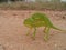Chameleon walking on a dirt road